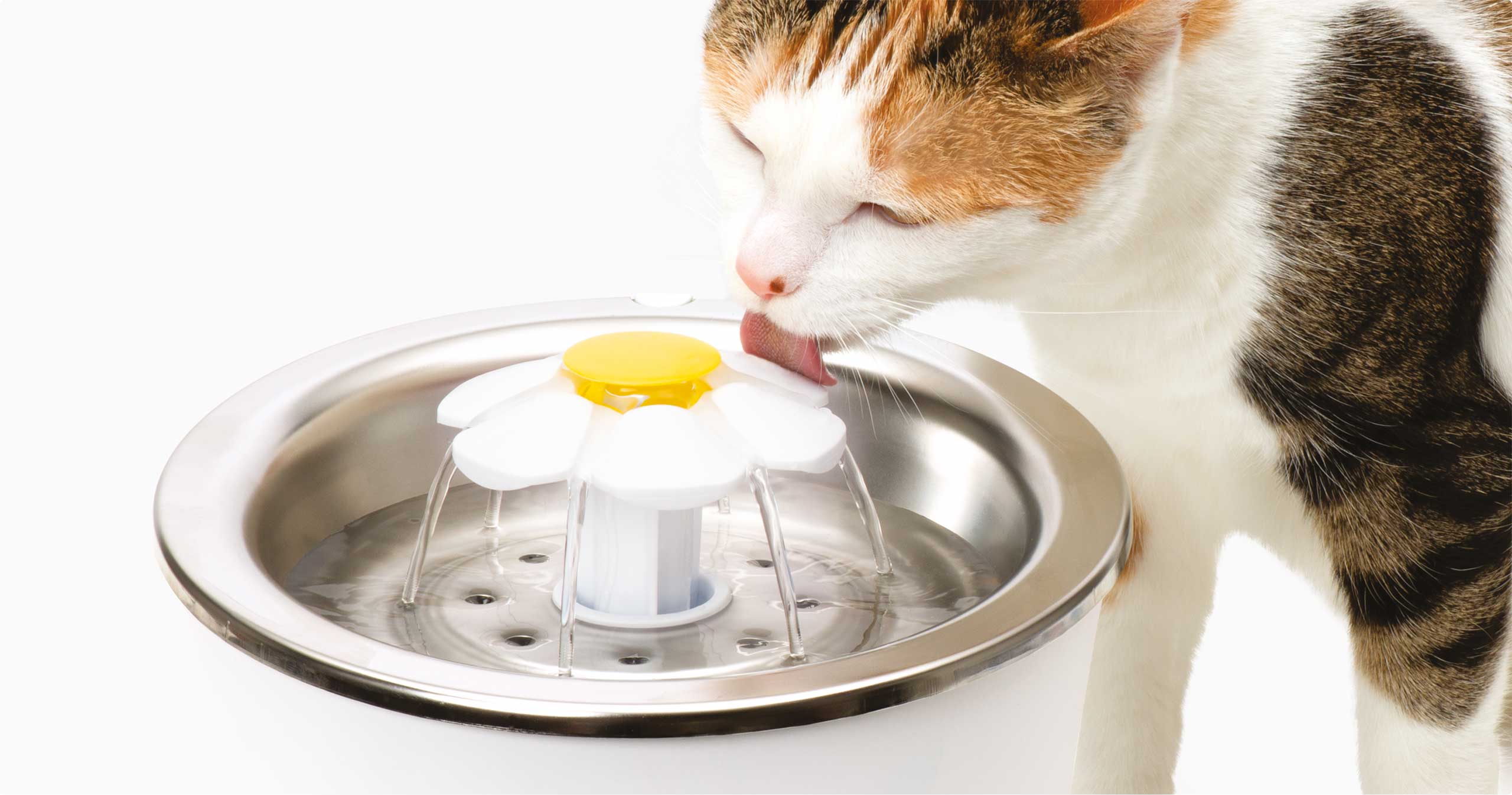 cat drinking from stainless steel flower foutain