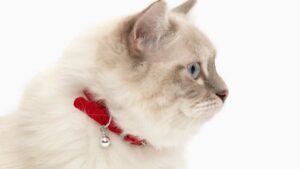 Getting the right collar for your cat