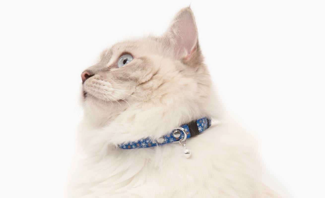 Wie stelle ich das Halsband auf meine Katze ein?