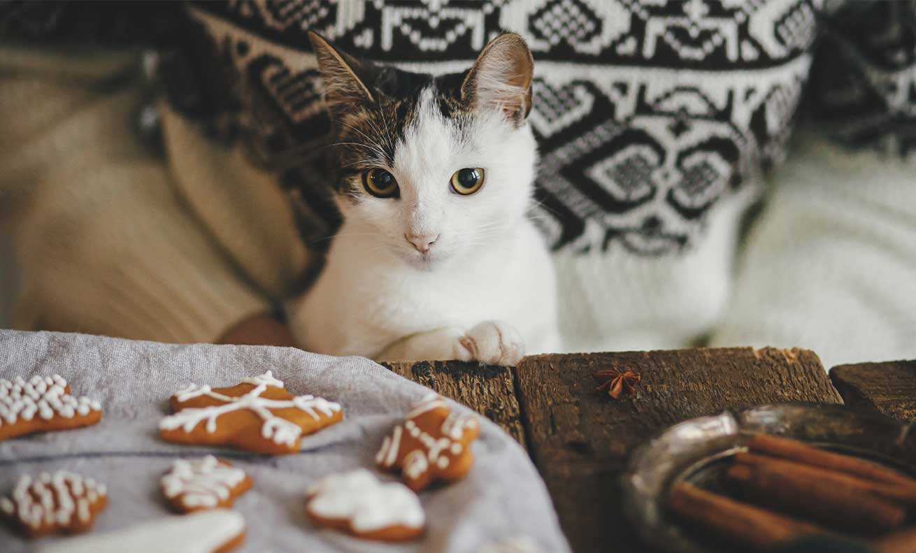 Comida humana