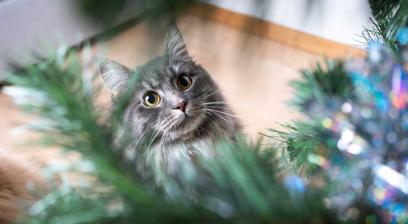 Garder les décorations hors de portée