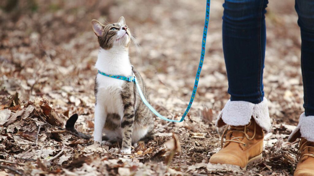 Cómo enseñar a tu gato a pasear con correa