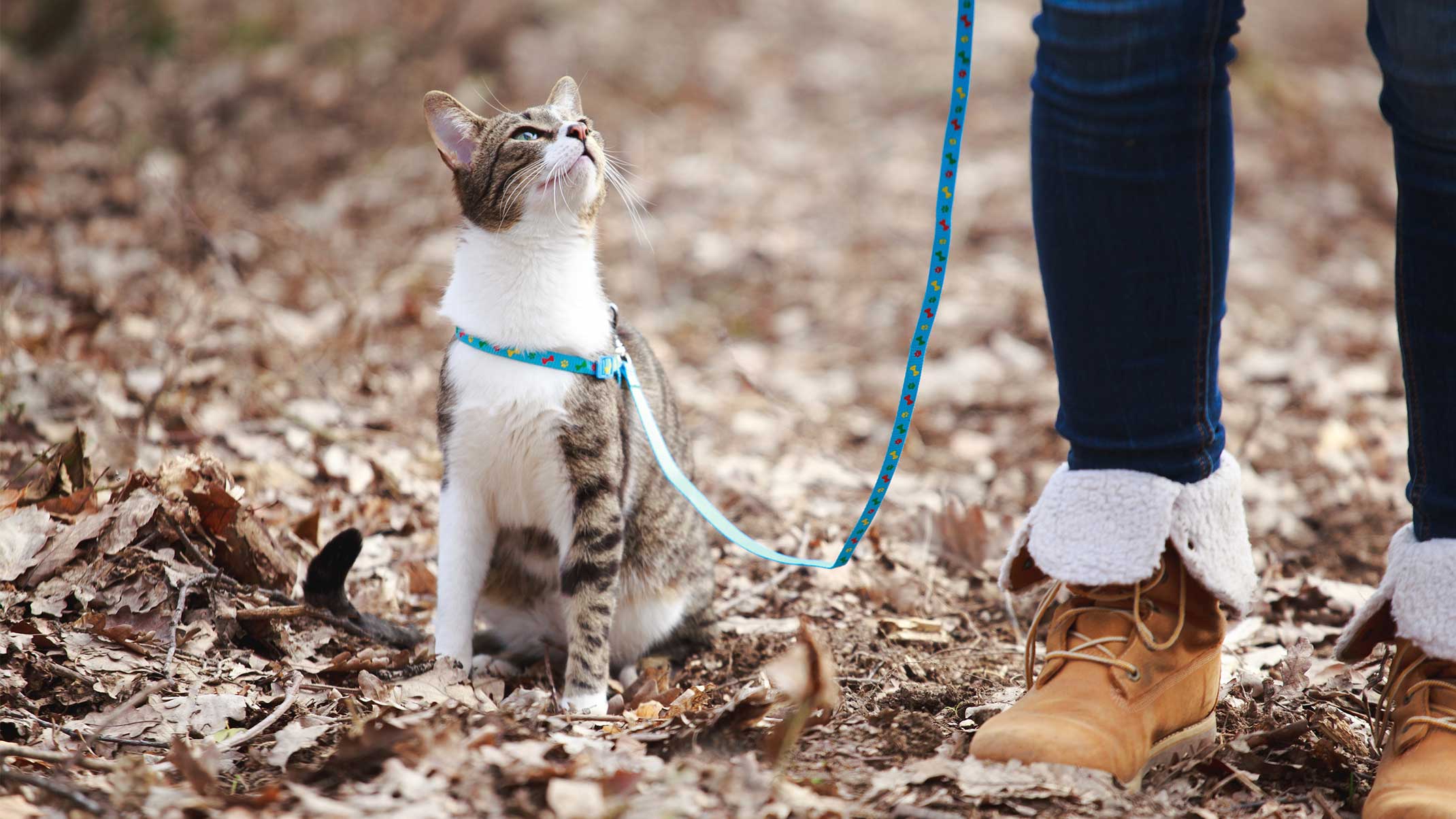 Cómo enseñar tu gato a pasear con correa - Catit
