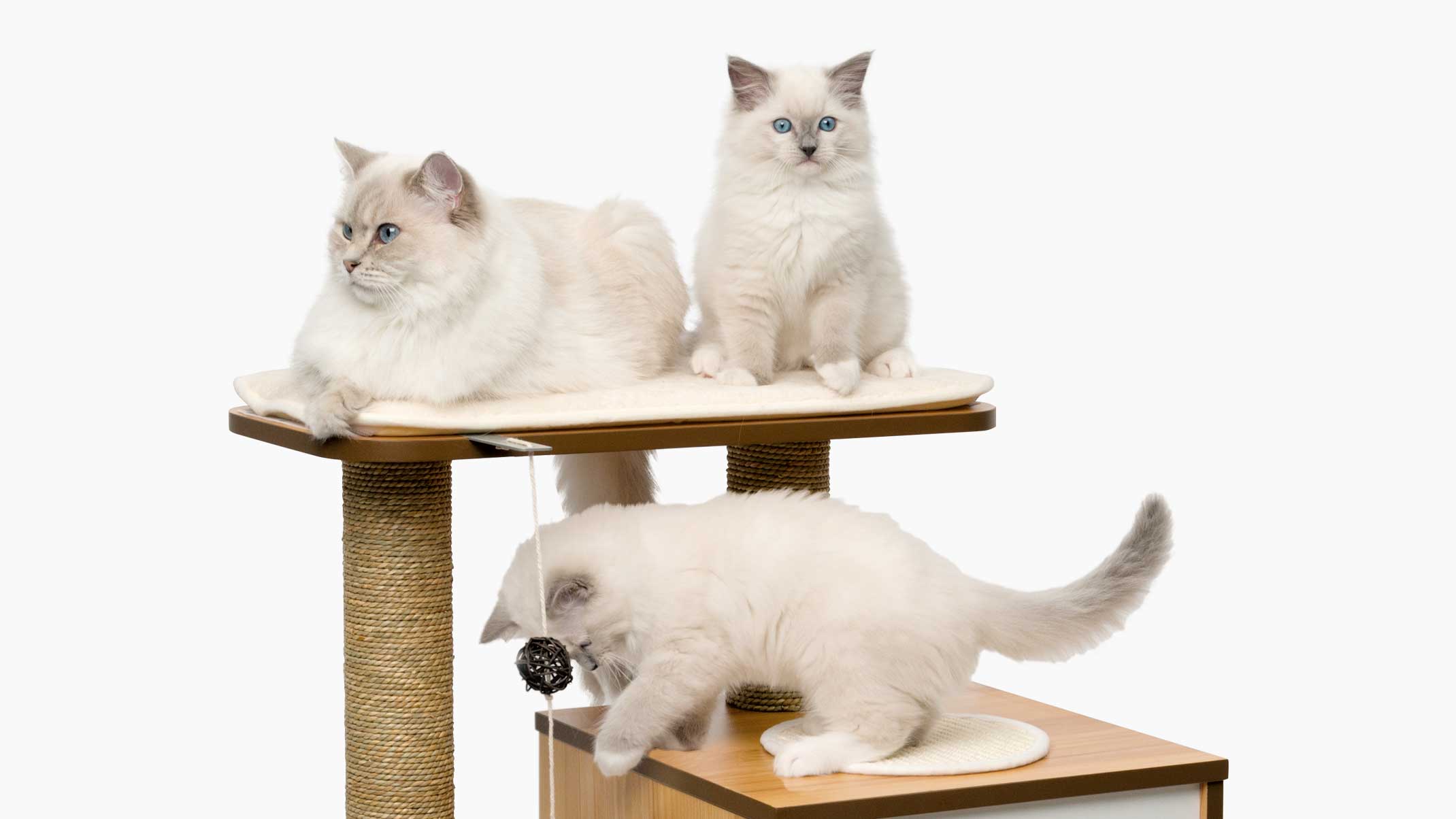 5 reasons why every cat needs a cat tree