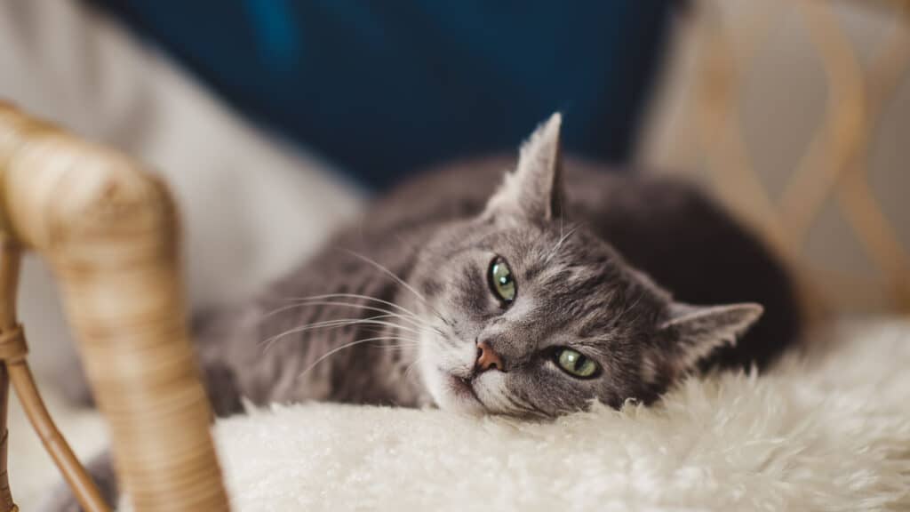 6 types de jouets qui empêchent votre chat de s’ennuyer