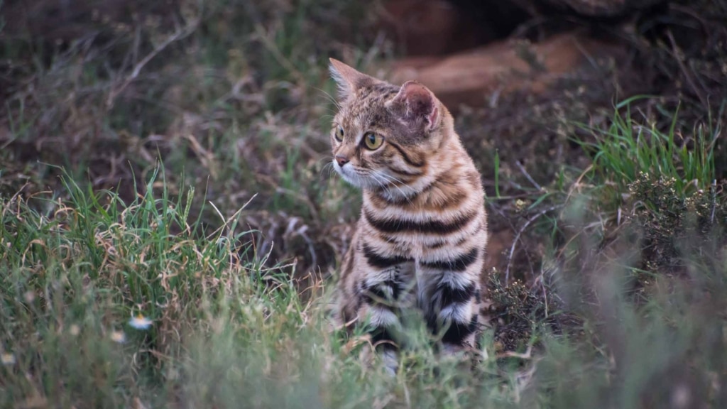 Alla scoperta del gatto più letale del mondo