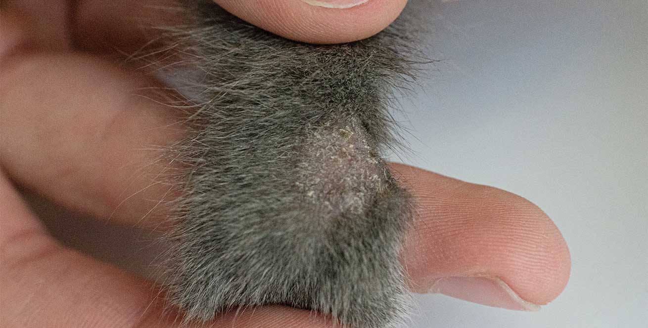 Cat paw - ringworm