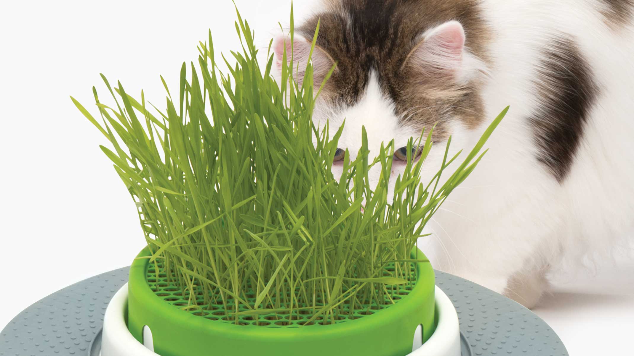 Quatre excellents conseils pour empêcher la moisissure de se former dans  votre herbe pour chats - Catit