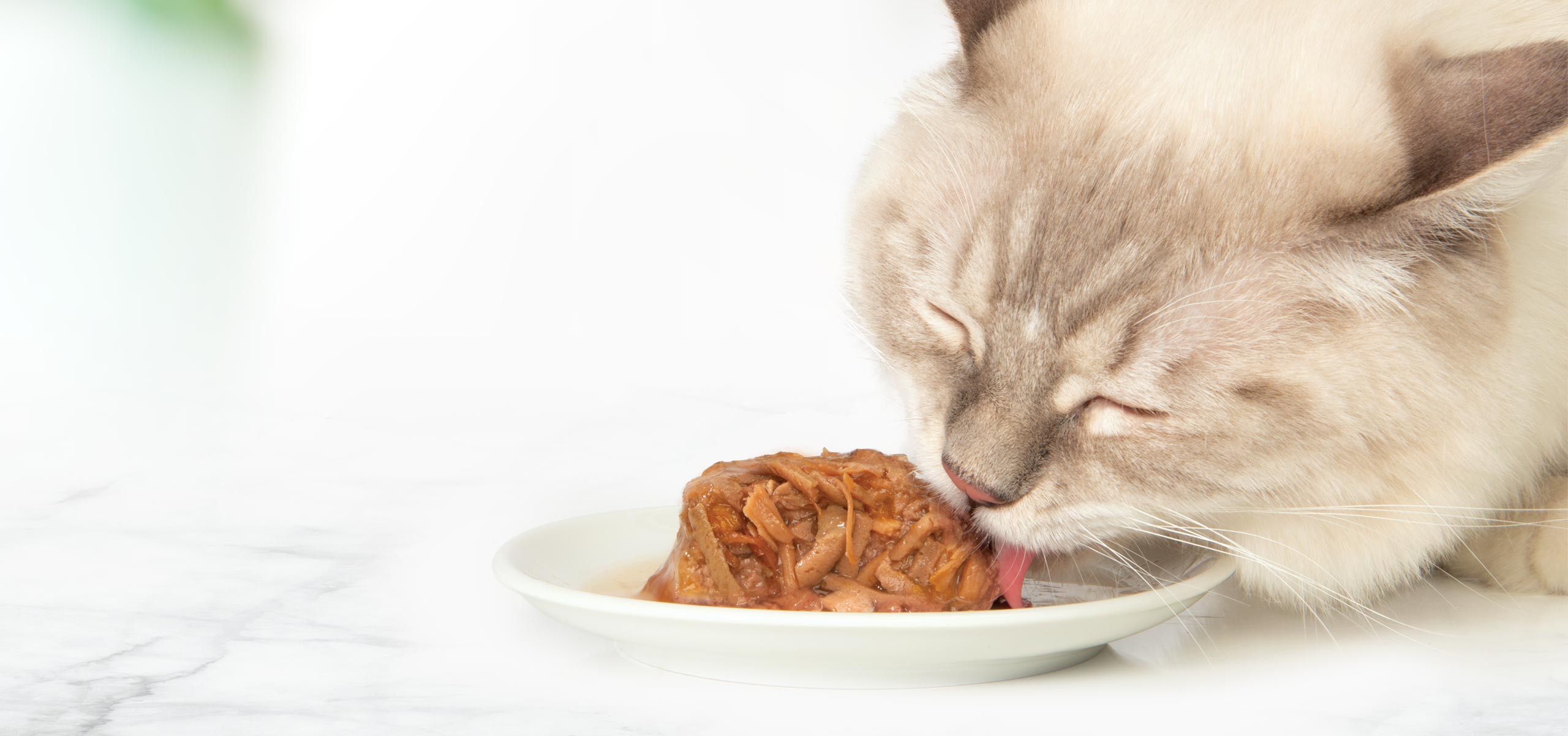 O complemento ideal para a ingestão diária de alimento seco de seu gato.