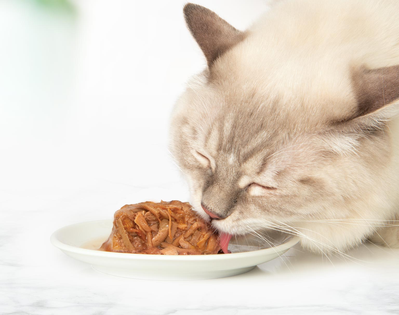 Ideal complement to your cat's dry food diet