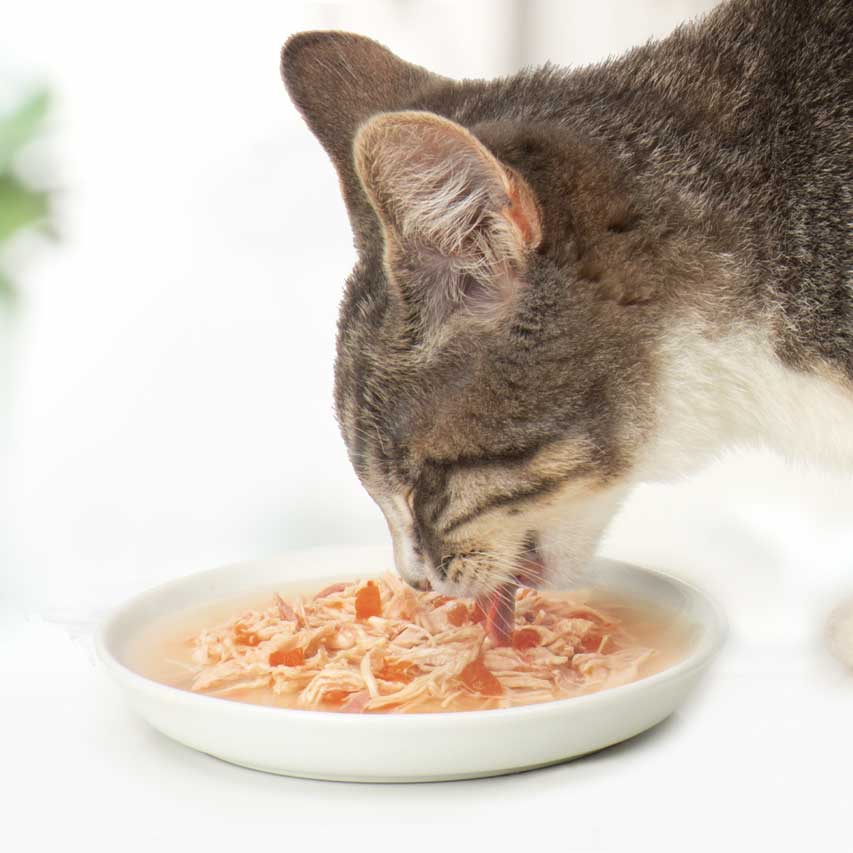 Feuchtigkeitsspendendes Katzenfutter mit 4 natürlichen Zutaten