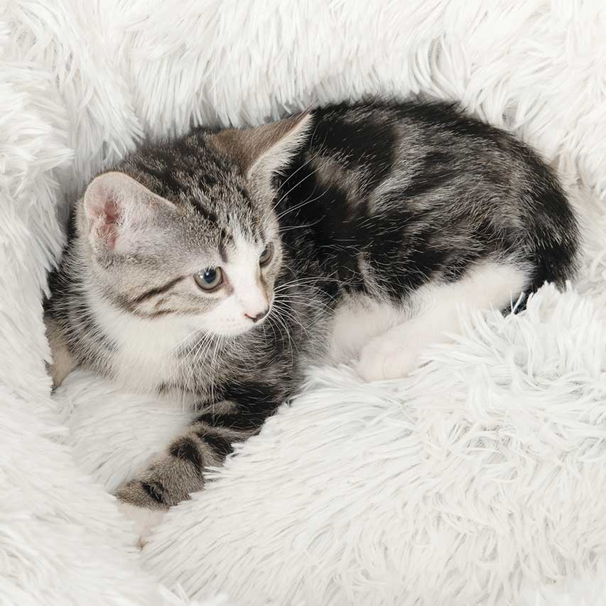 Faux fur cat bed for naps