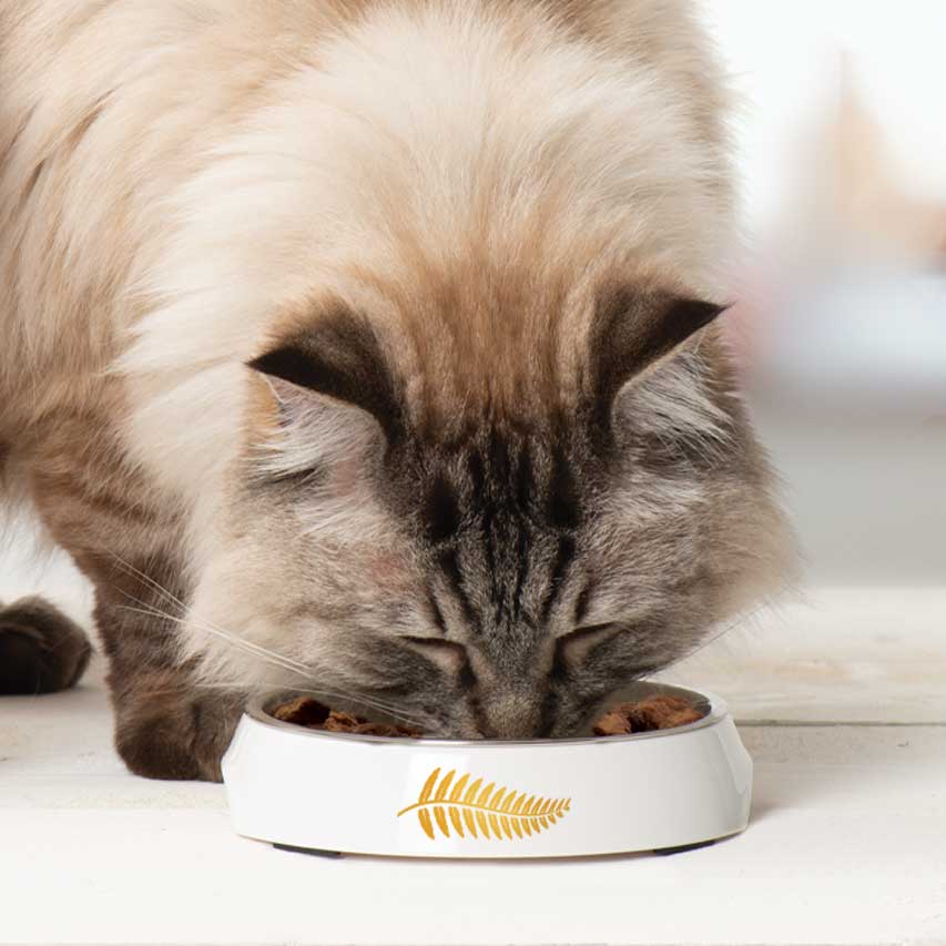 Dry cat food dense in natural nutrients from its raw ingredients