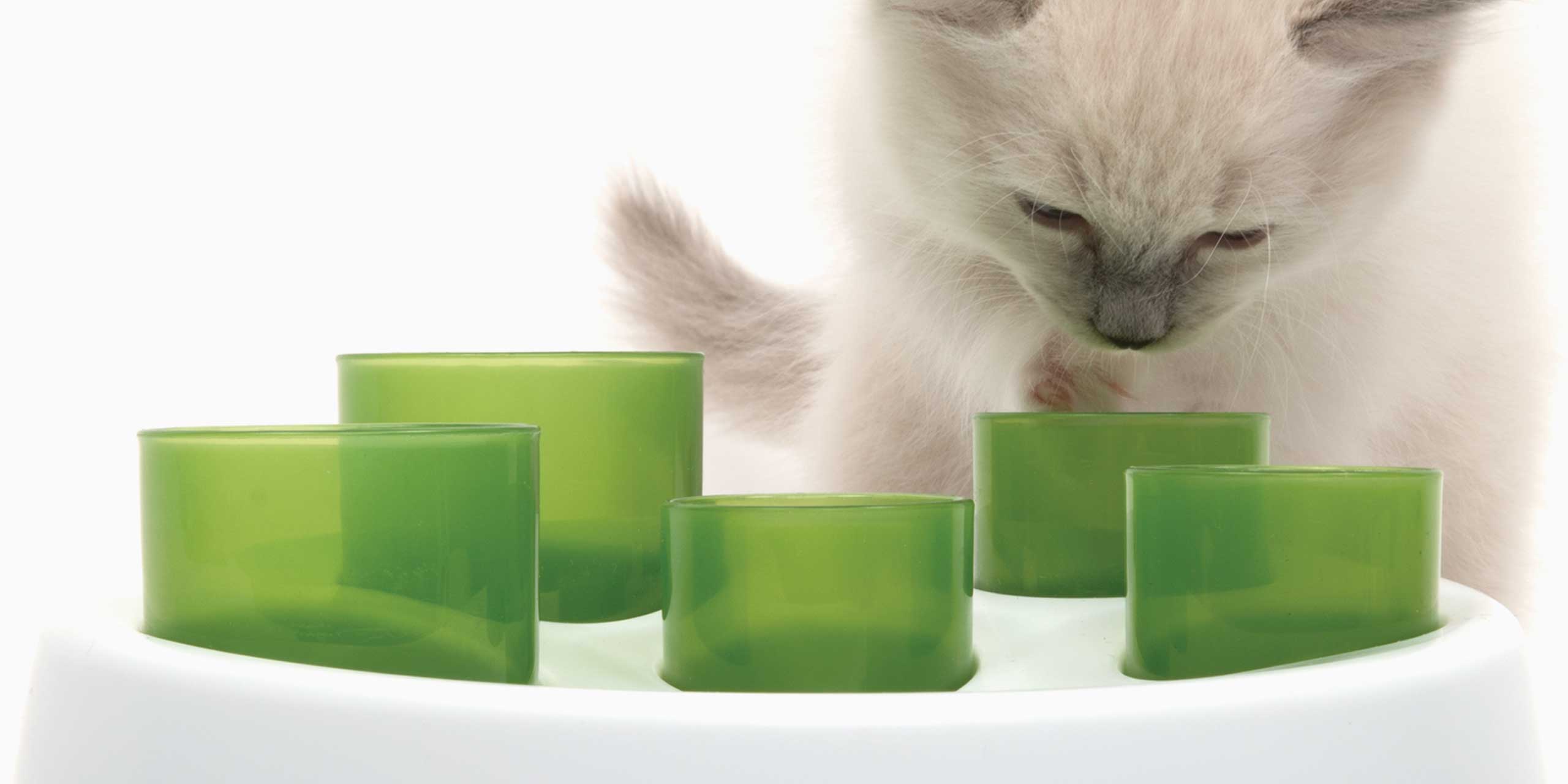 Eine Katze sucht in den Gefäßen nach Futter oder Leckerlis
