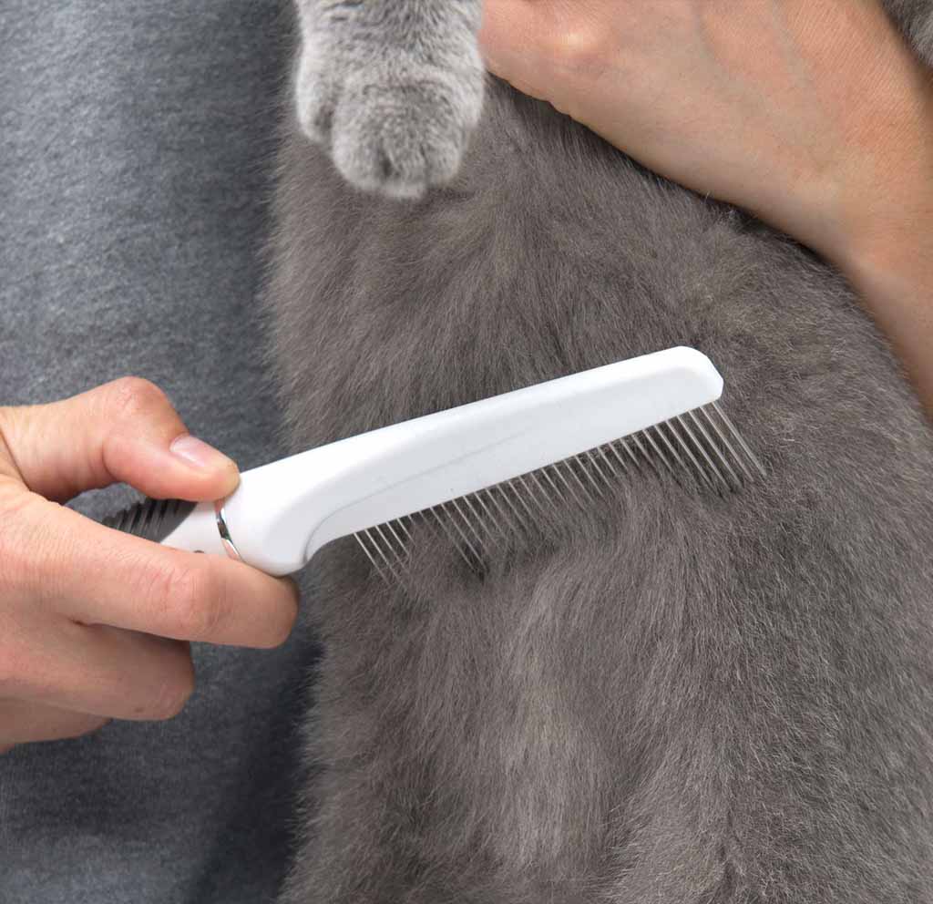 Detangling cat's coat with fine grooming comb