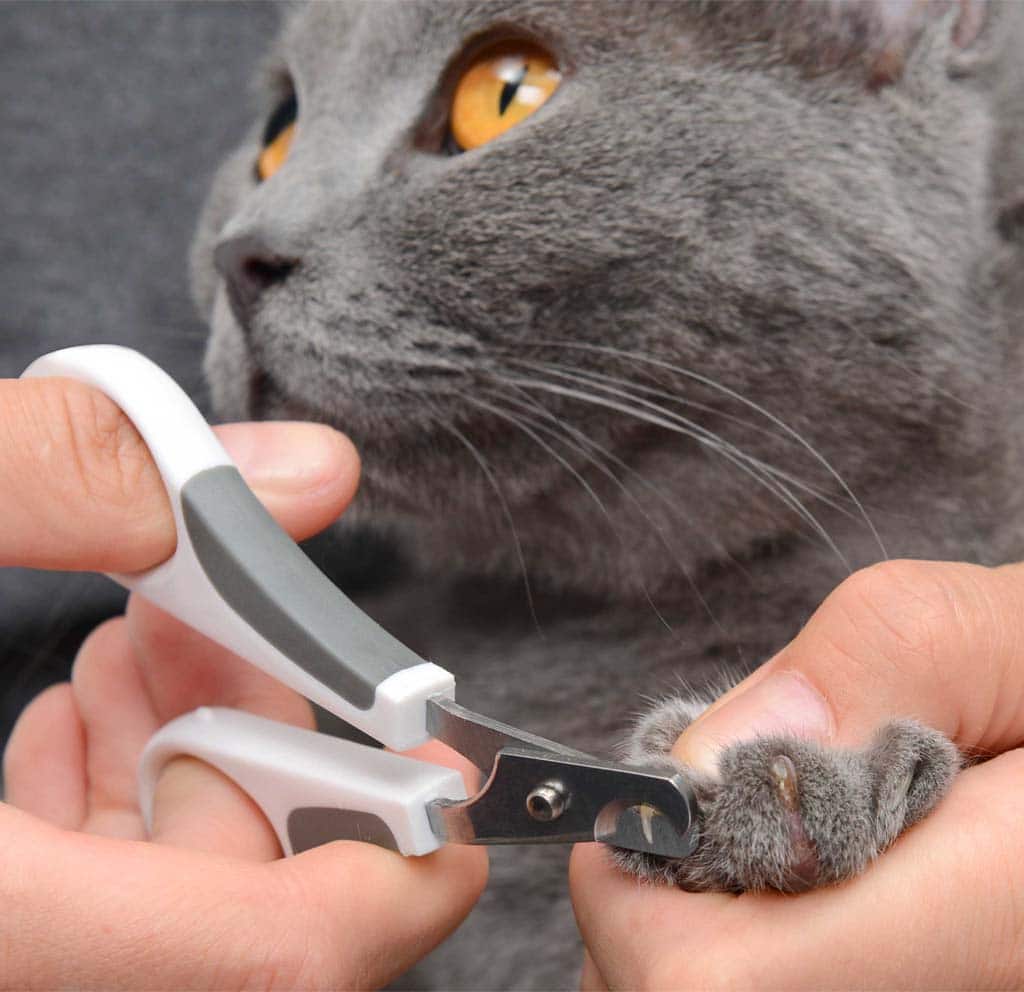 Cutting cat's claws with curved nail clippers