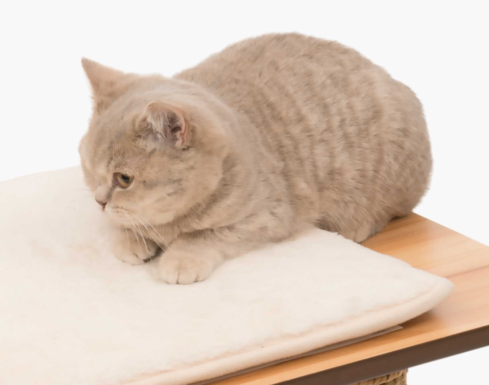 Arbres à chat avec coussins en mousse viscoélastique et multiples niveaux