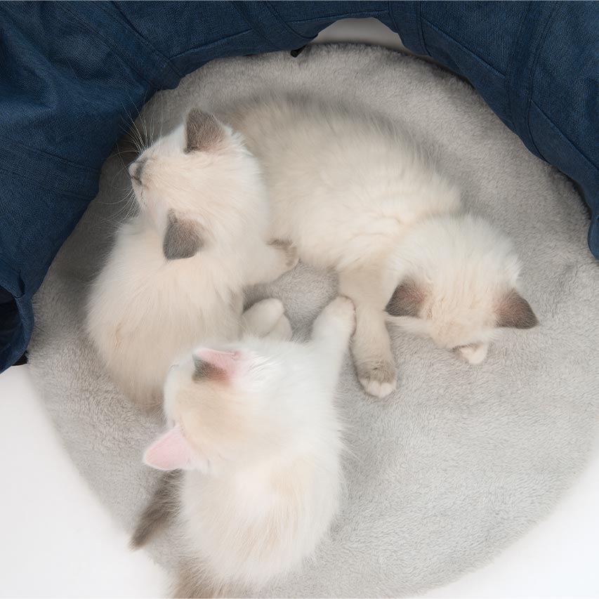 Kittens slapen in hun knusse speelmeubels