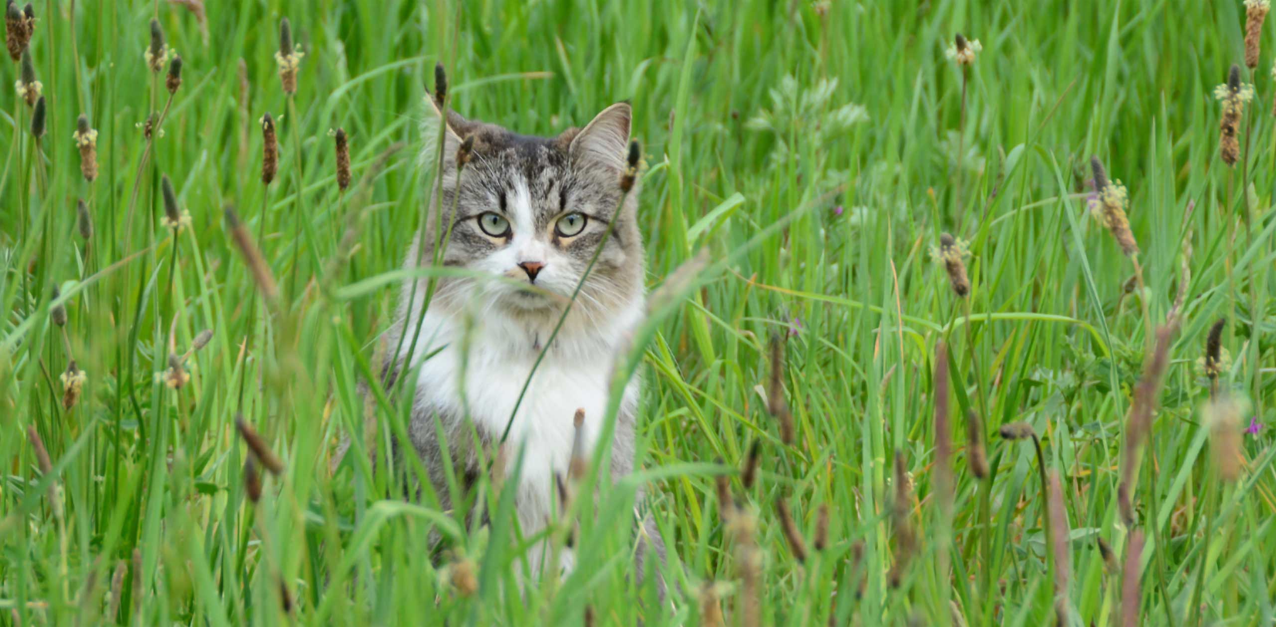 Kat verstopt in hoog gras verwijst naar natuurlijke hulpbronnen die worden gebruikt voor Go Natural kattenbakvulling op houtbasis