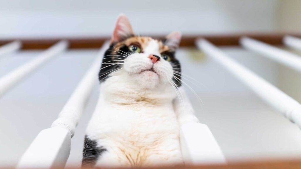 ¿Cómo sobreviven los gatos a una caída desde gran altura?