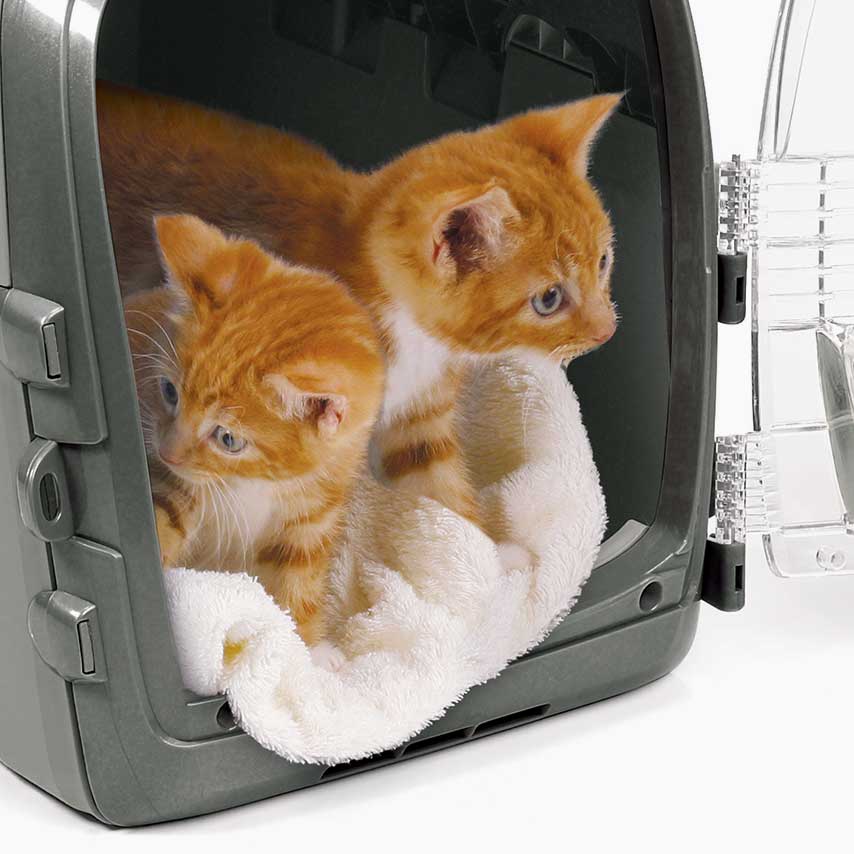 Features for your cat's comfort, care and safety during travel