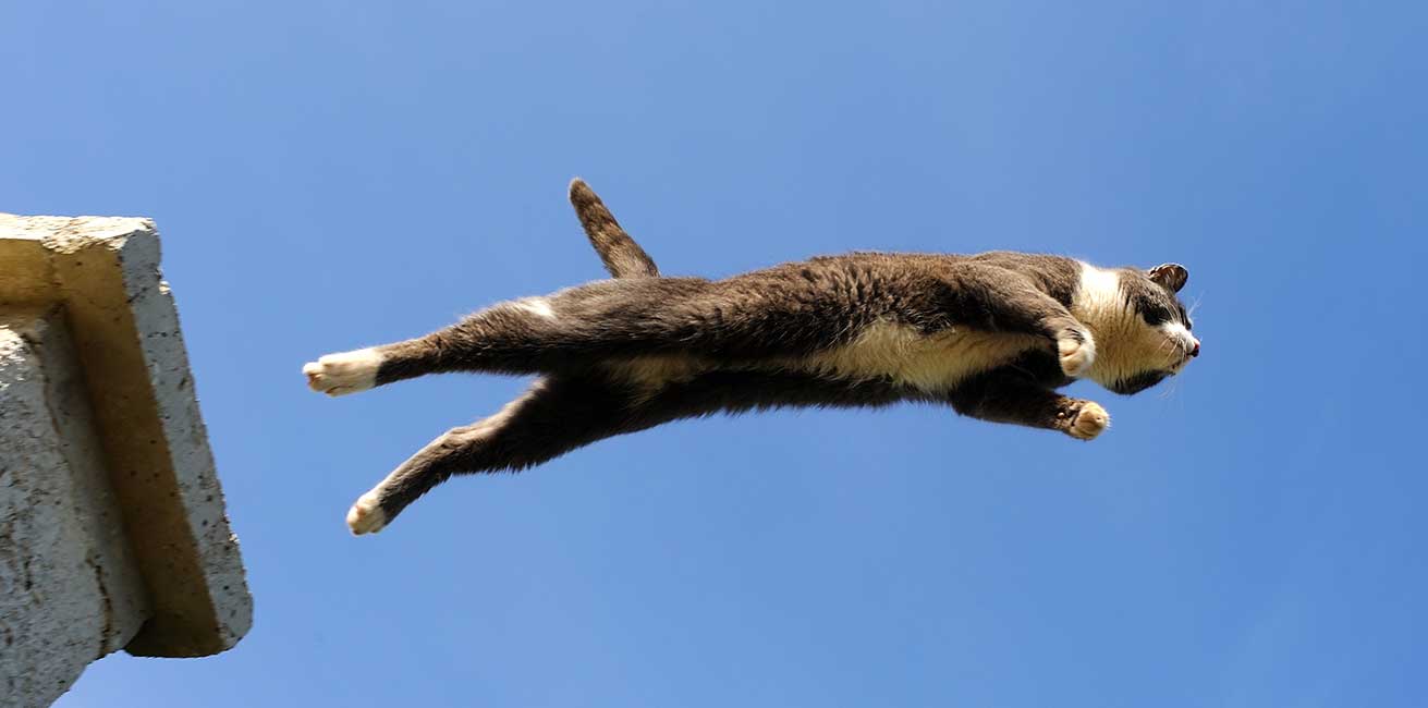 Fallschirmspringer-Katzen