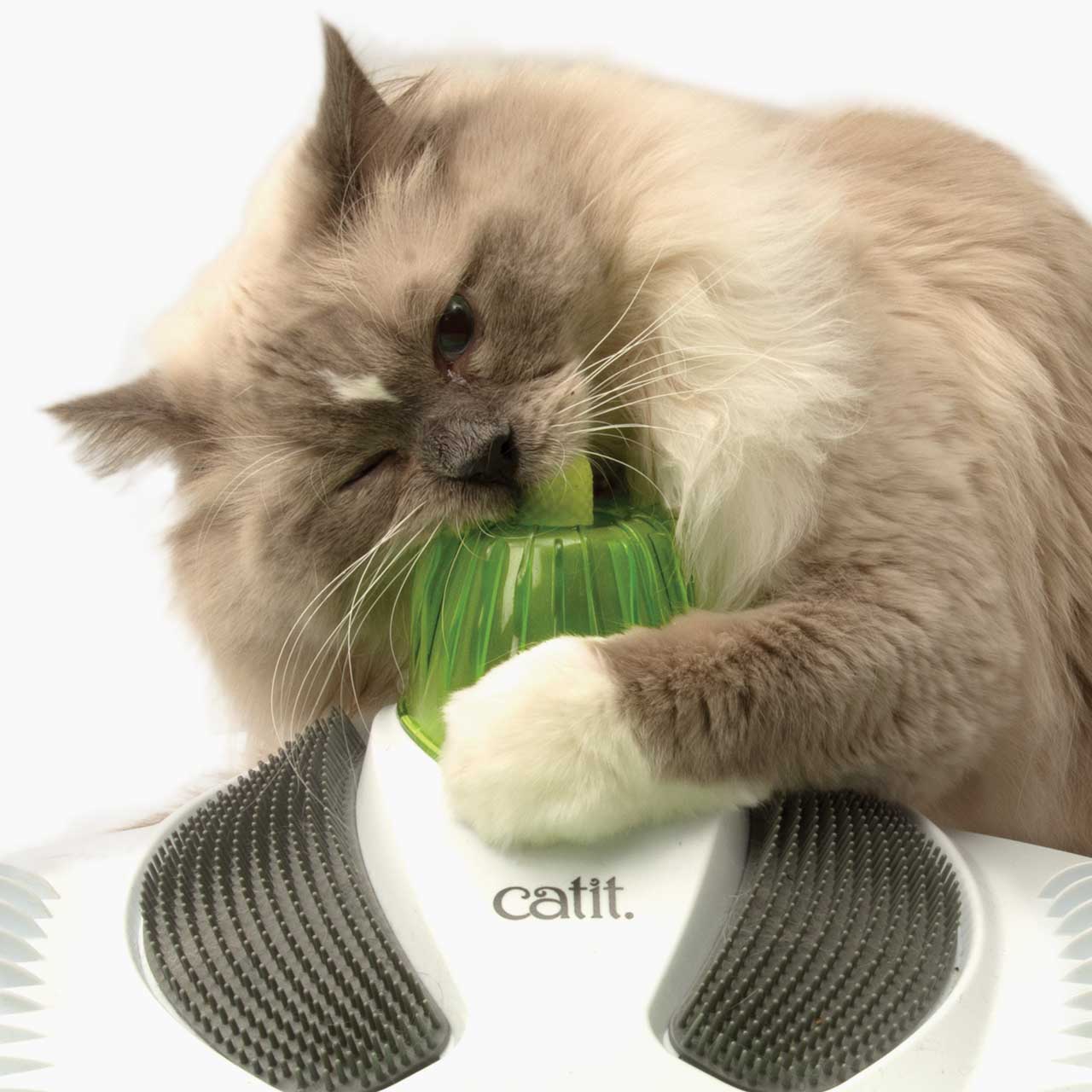 Gato royendo un estimulador de encías para la higiene dental
