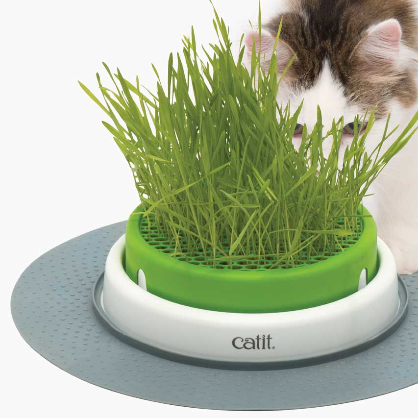 Jardinière pour faire pousser de l’herbe pour chats
