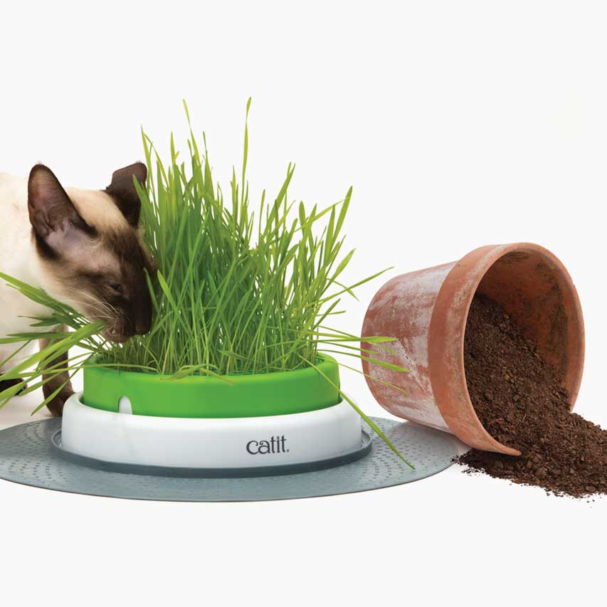 Jardinière d’herbe avec base stable pour empêcher les chats de la renverser