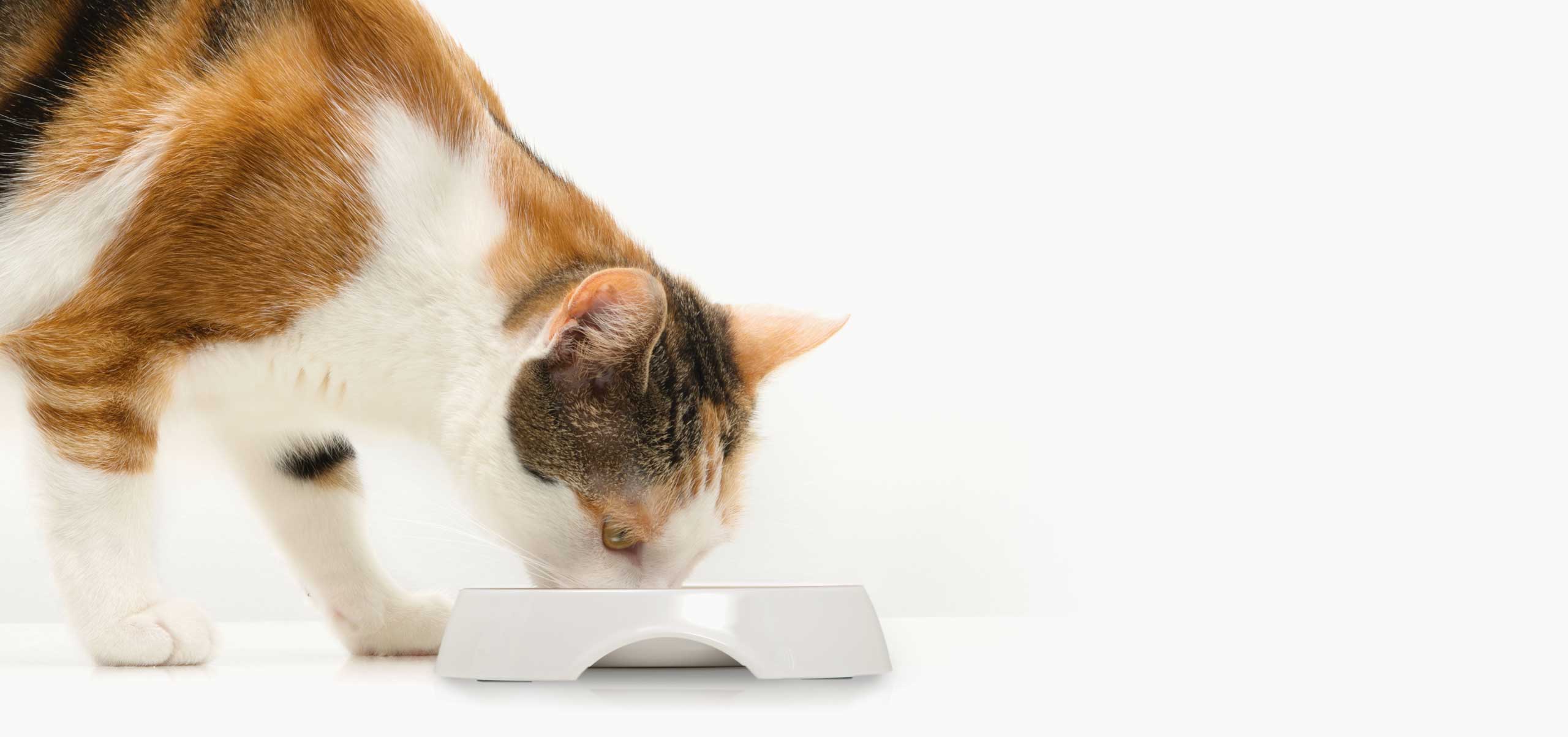 Cat feeding dish holder with non-skid feet and side openings to remove the dish