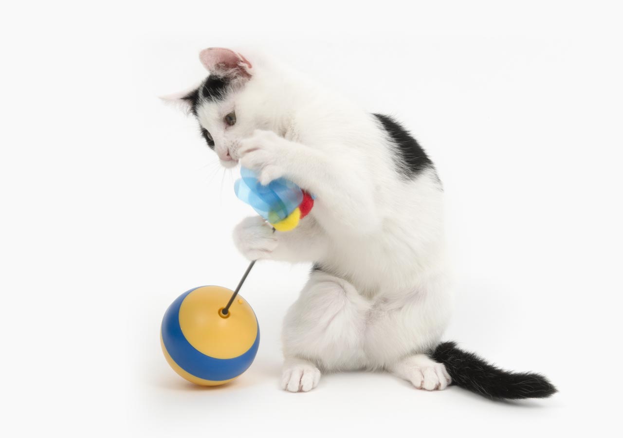 Kot bawiący się zabawką z trzmielem
