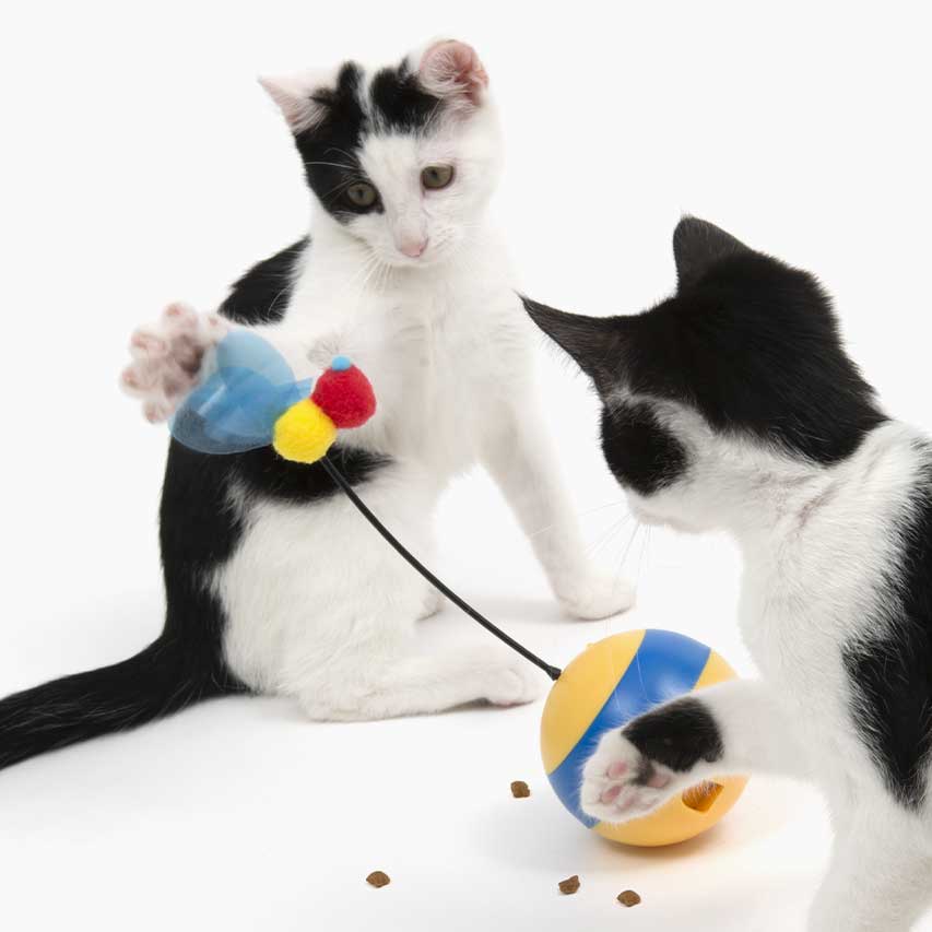 Obracająca się piłka z trzmielem na szczycie, przyciągająca uwagę kotów