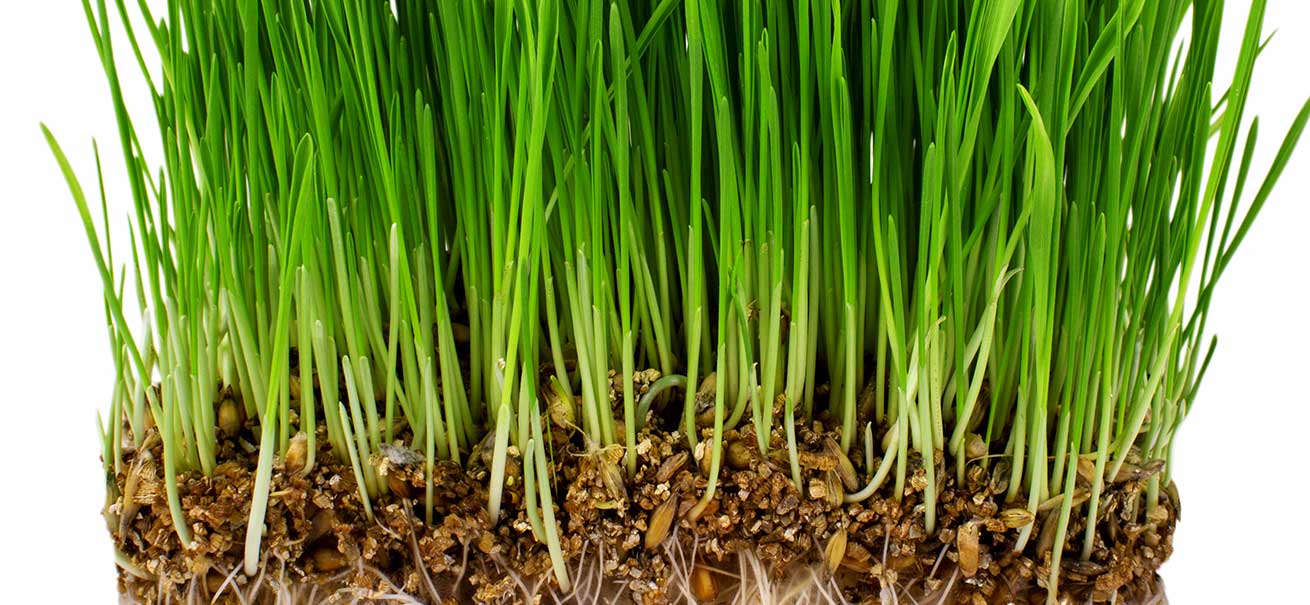 Don’t plant your cat grass too densely