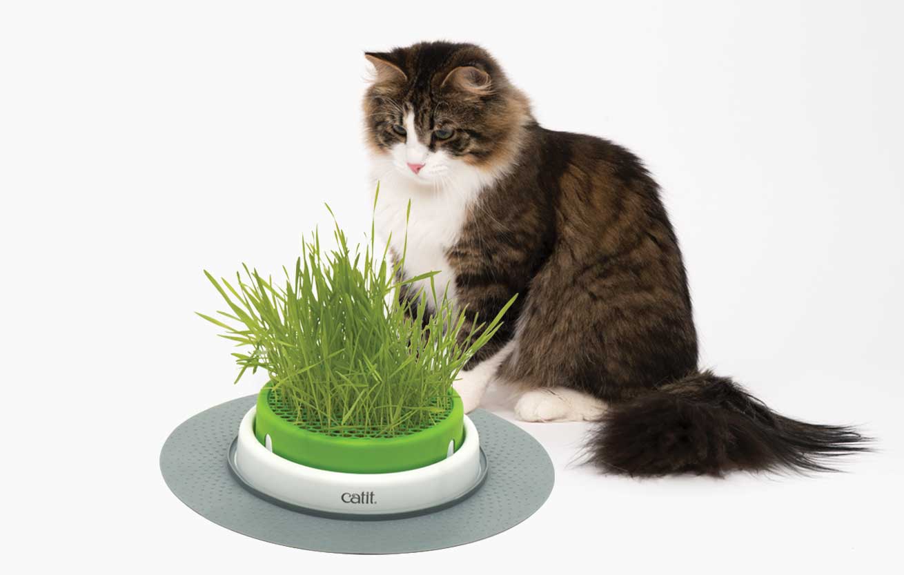 Gato mirando la hierba