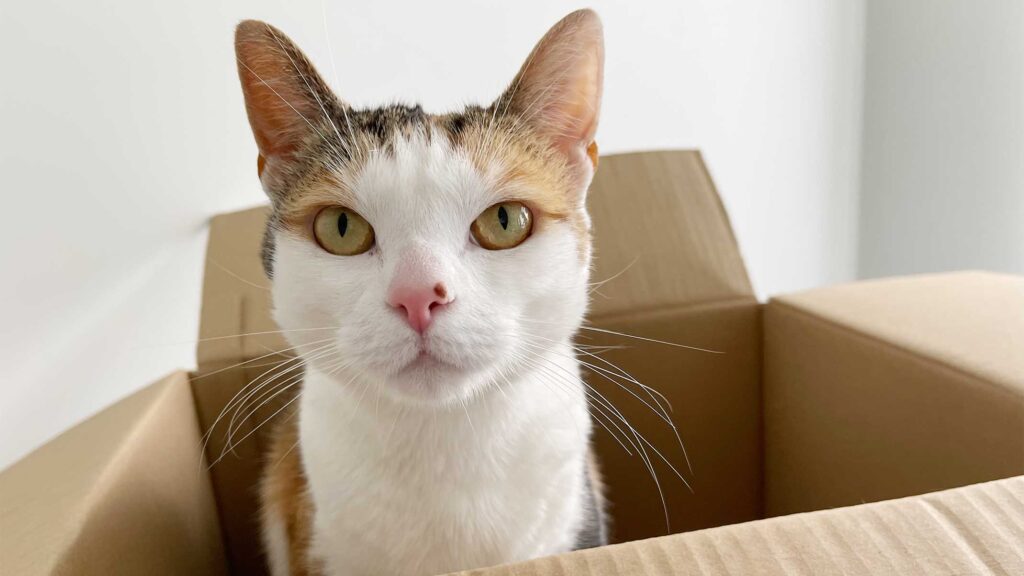 Waarom zijn katten geobsedeerd door kartonnen dozen?