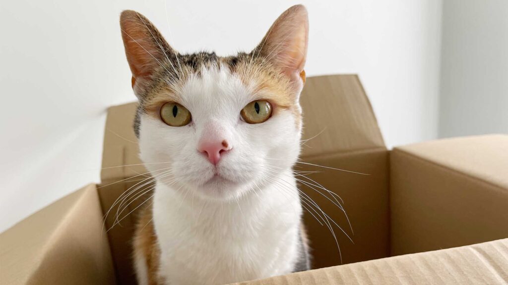 Warum sind Katzen geradezu besessen von Pappkartons?