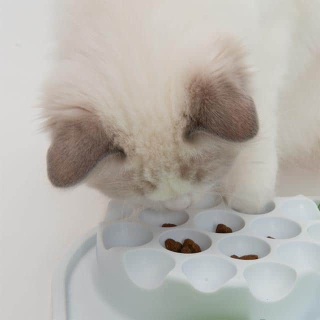 O gato retira as guloseimas escondidas nas bolhas do alimentador lento