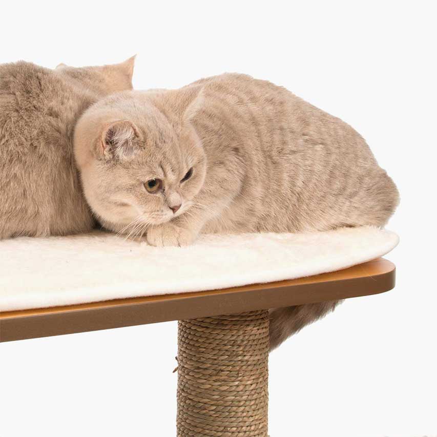 Gatos descansando sobre uma plataforma com uma almofada viscoelástica