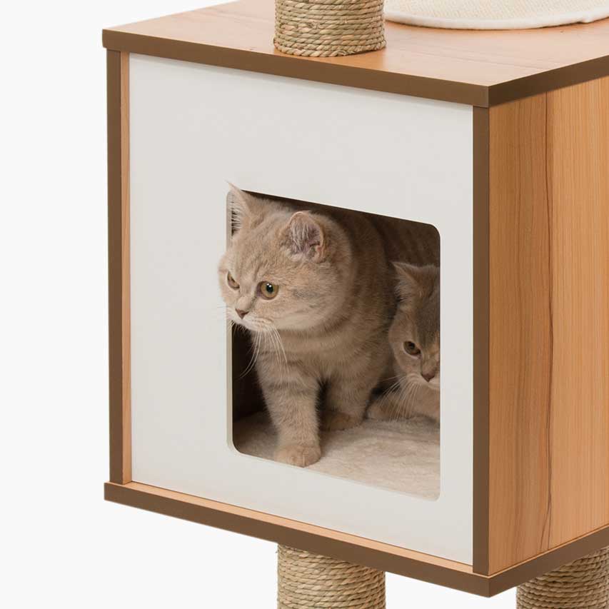 Kittens in cubed comfy den