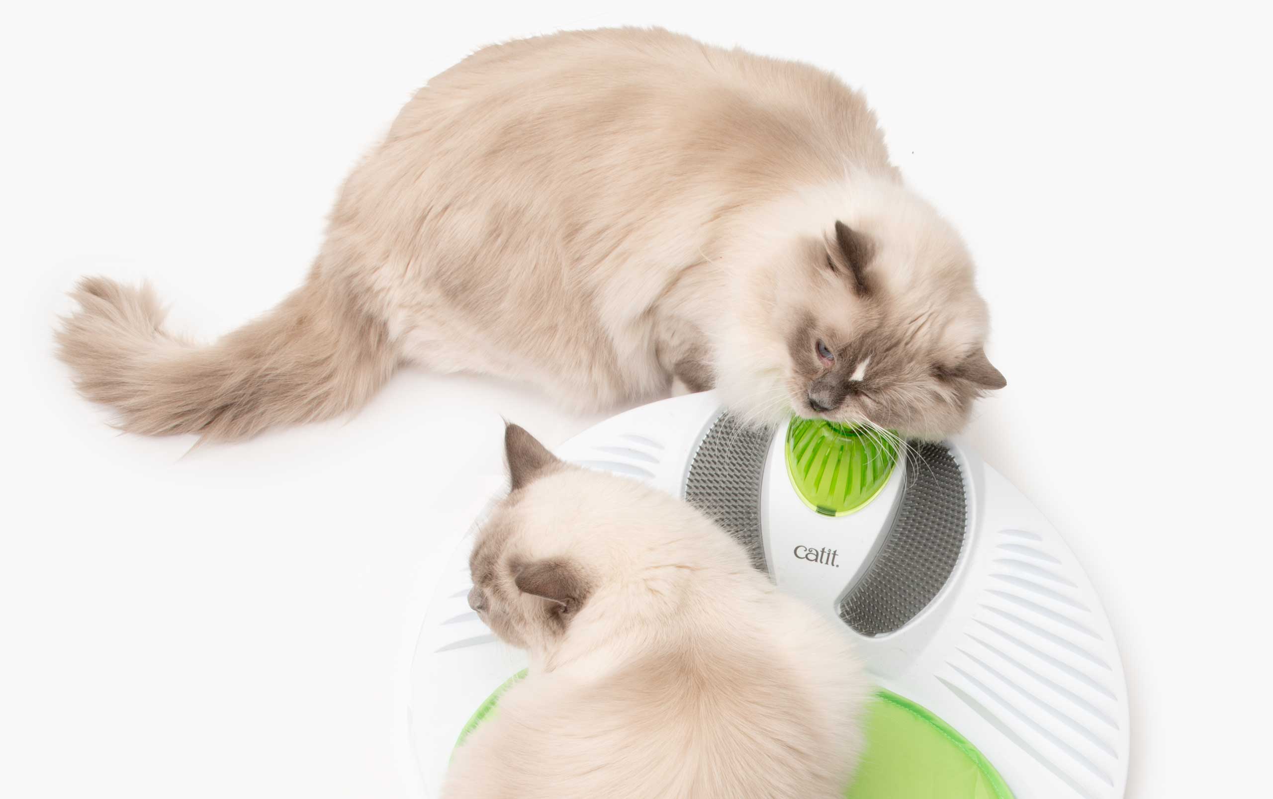 Breng kattenkruid aan zodat katten meer geneigd zijn om interactie aan te gaan met speelgoed en kattenkrabbers