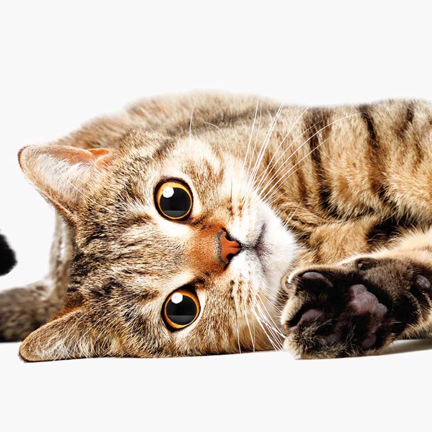 Kattenkruid stimuleert katten om te spelen en te ontspannen