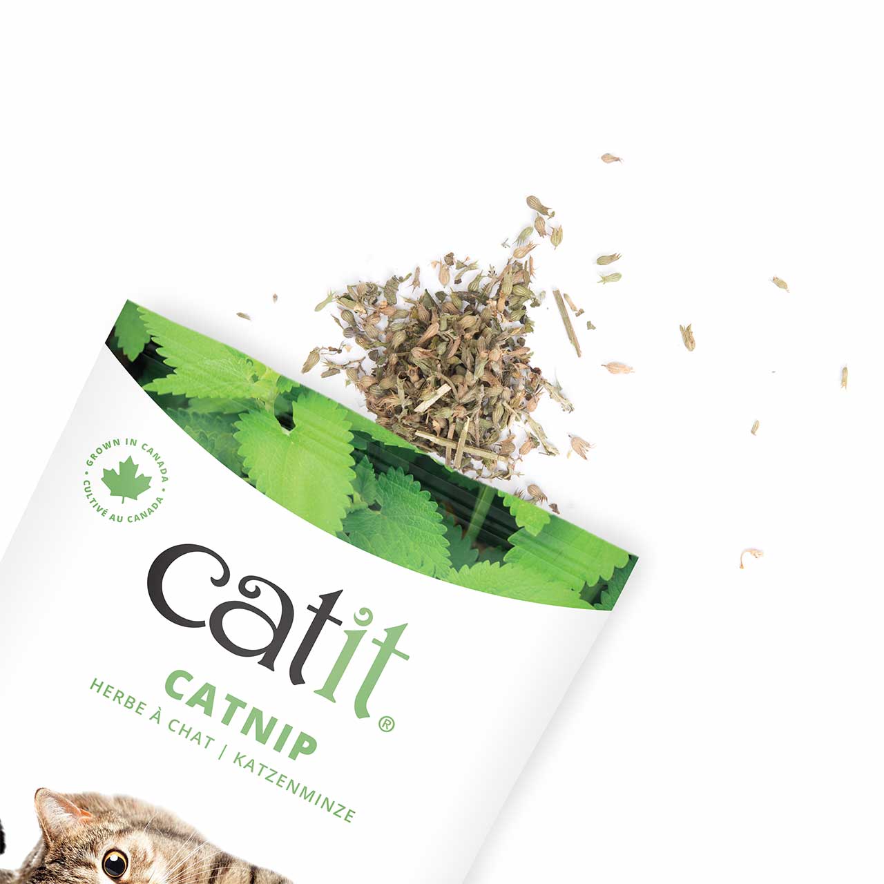 High-quality Canadian dried catnip