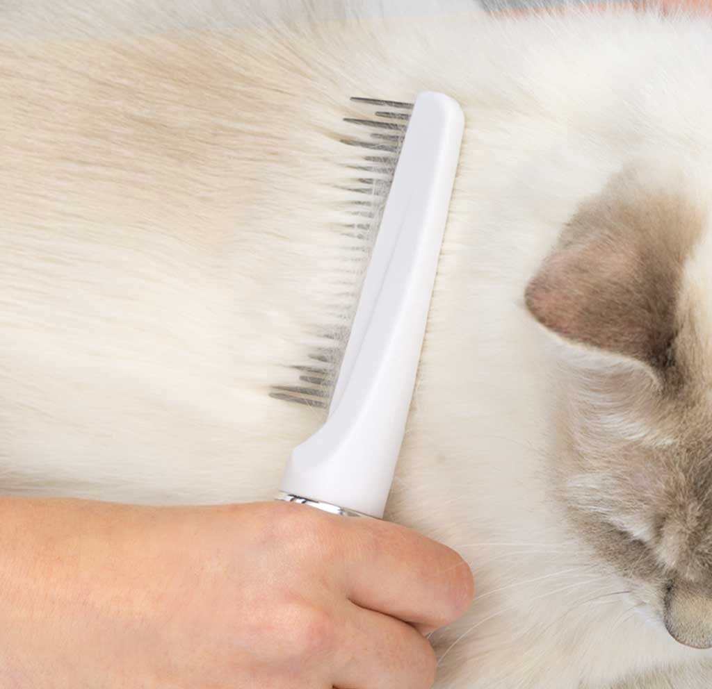 Combing cat coat with grooming comb