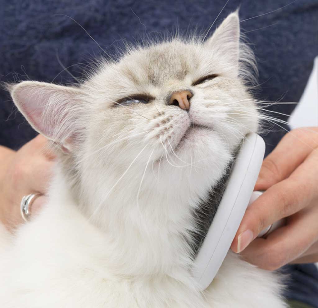 Grooming cat with metal slicker brush