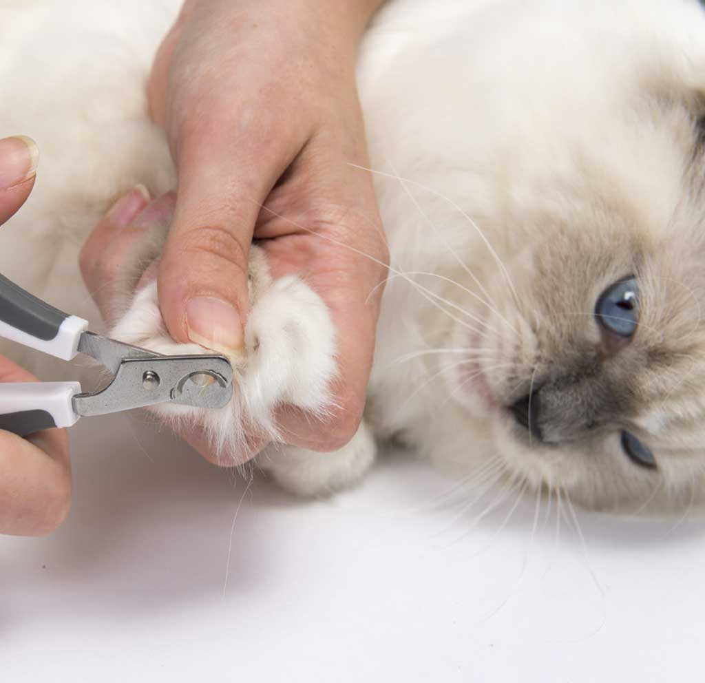Trimming cat's claws with curved nail clippers