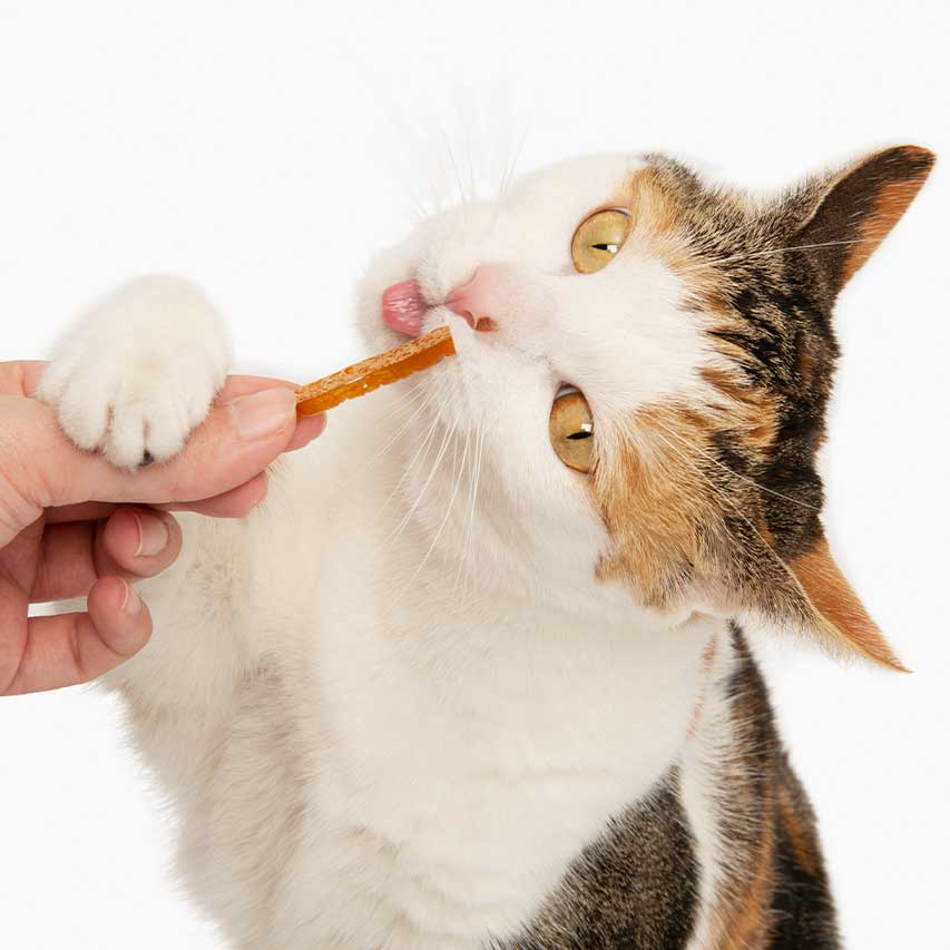 Cat chewing on low-calorie cat snacks with real meat