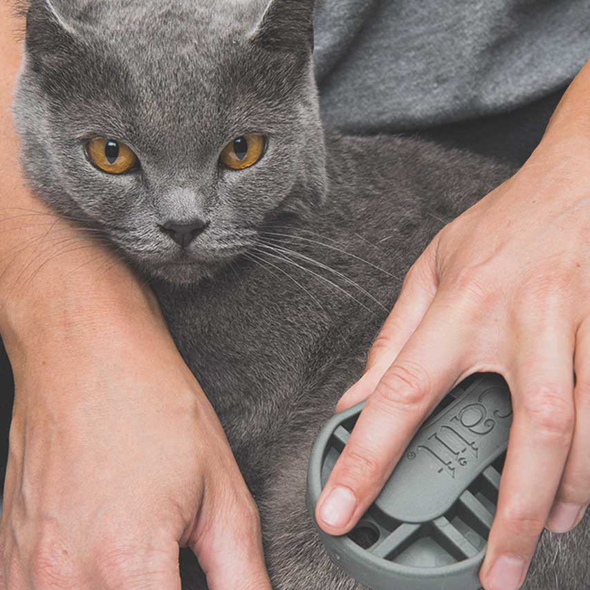 Grooming kit for shorthaired cats