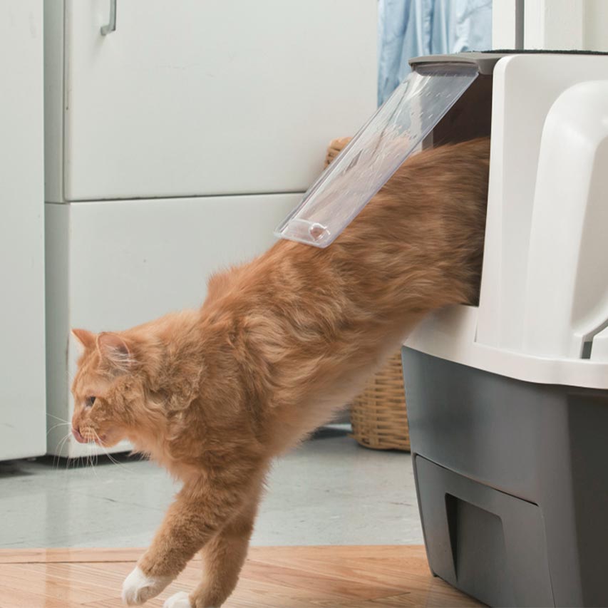 Spacious litter box with removable swinging door