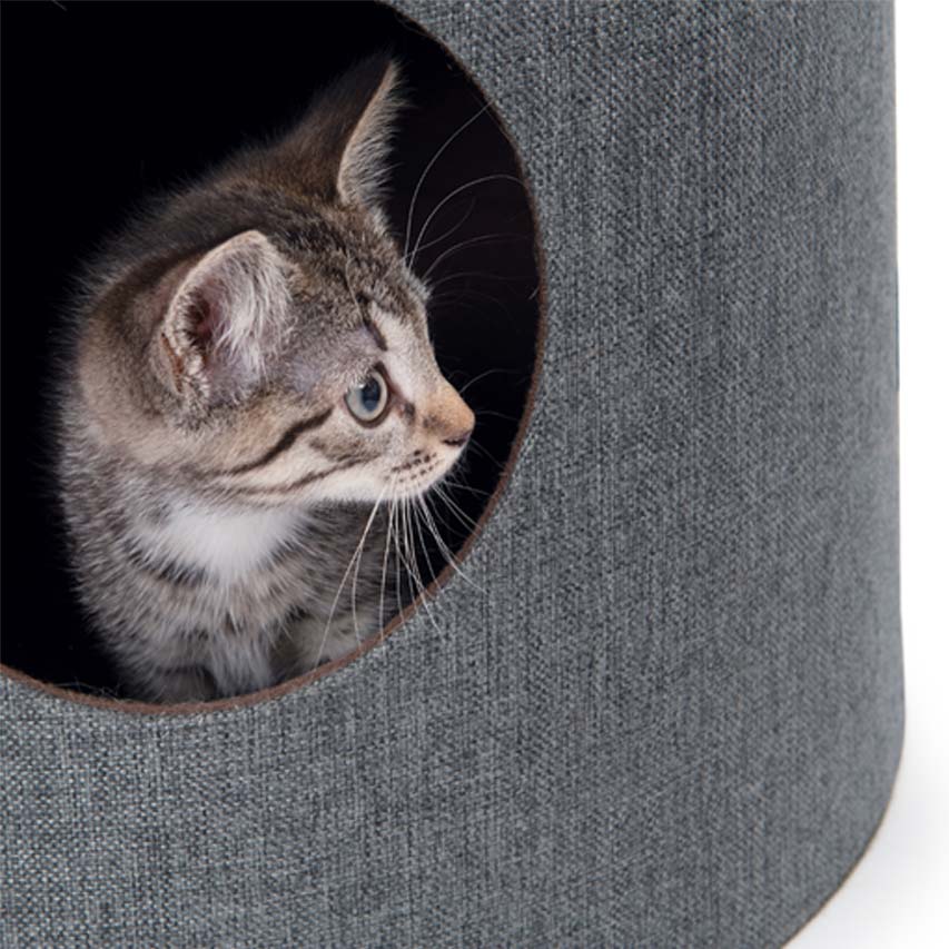 Kitten peeking through tier opening