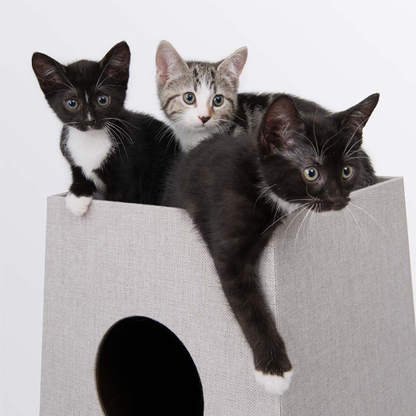 Vários gatinhos no topo da Stacking Tower
